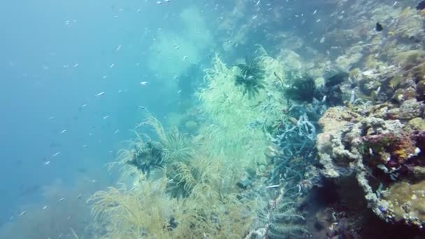 Trópusi Halak Korallzátonyok Búvárkodáskor Víz Alatti Világ Korallokkal Trópusi Halakkal — Stock videók