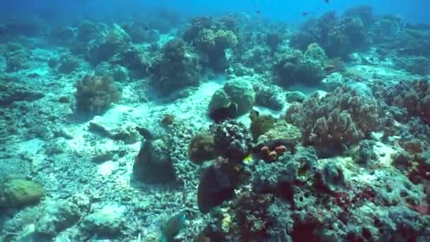 Onderwater Vistuin Rif Koraalrif Scène Koraal Tuin Zeegezicht Sipadan Maleisië — Stockvideo