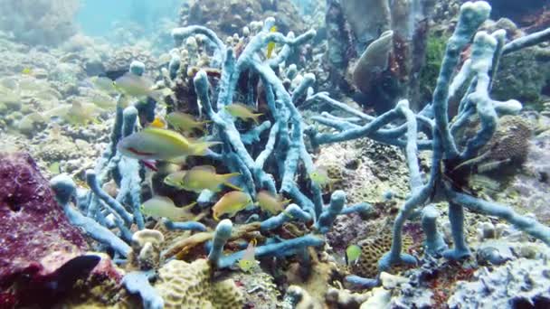 물고기와 생물이 산호초입니다 산호초와 열대어입니다 필리핀 레이테 — 비디오