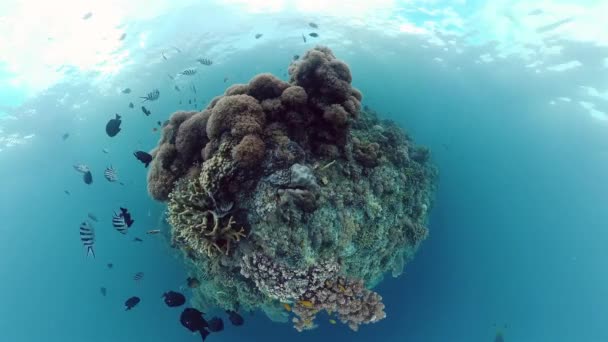 サンゴの庭の海と水中世界 カラフルな熱帯のサンゴ礁 生命のサンゴ礁 フィリピンのボホール州パングラオ — ストック動画