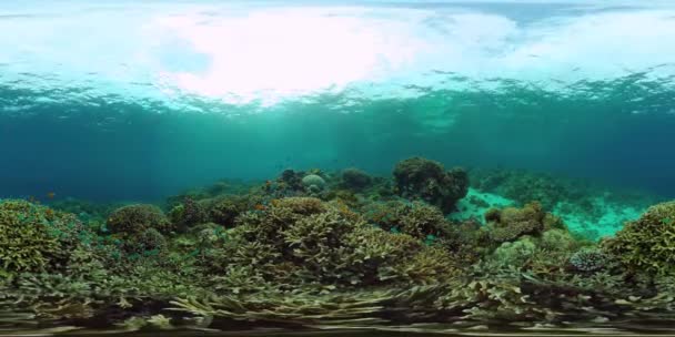 360Vr Belo Mundo Subaquático Com Recifes Corais Peixes Tropicais Panglao — Vídeo de Stock