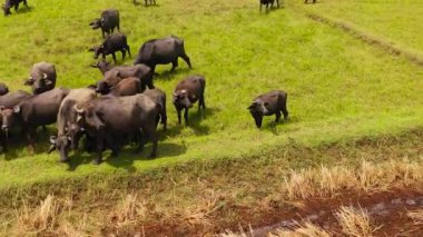 Aerial view of herd of Buffaloes graze in the countryside on agricultural land.