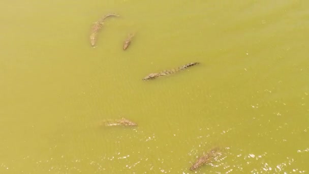 Aerial View Crocodiles Lake Sri Lanka Panama Wewa Arugam Bay — Stock Video