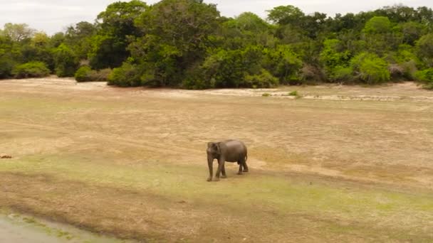 野生动物保护区大象的空中景观 在斯里兰卡的巴拿马韦瓦湖 阿鲁甘湾 — 图库视频影像