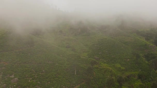 Posiadłości Herbaty Zboczach Gór Wioska Wśród Plantacji Herbaty Sri Lanka — Wideo stockowe