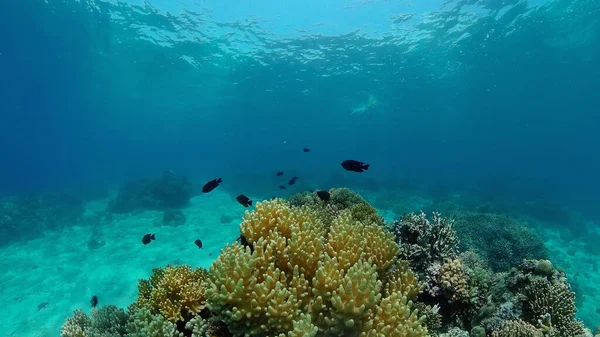 Arrecife Coral Peces Tropicales Mundo Submarino Filipinas — Foto de Stock