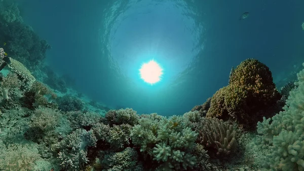 Récif Tropical Sous Marin Coloré Poissons Sous Marins Tropicaux Philippines — Photo
