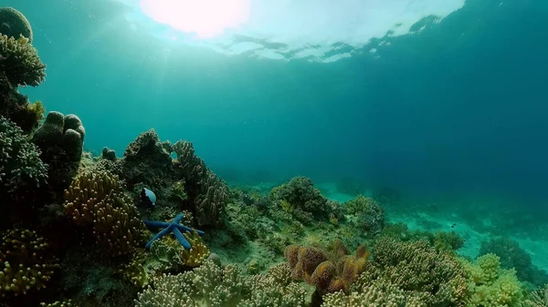 Podwodna Rafa Koralowa Tropikalne Podwodne Ryby Morskie Filipiny — Zdjęcie stockowe