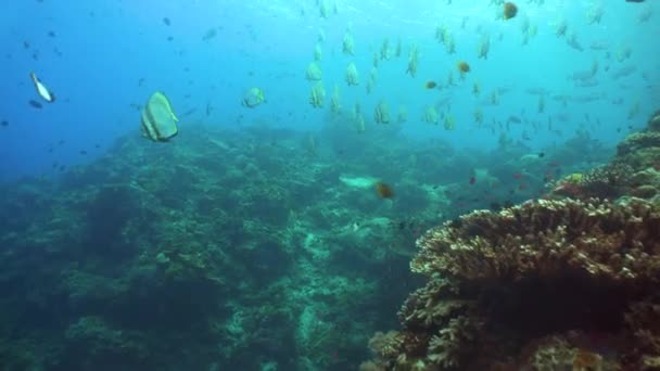 Красочный Тропический Коралловый Риф Жесткие Мягкие Кораллы Подводный Пейзаж Сипадан — стоковое видео