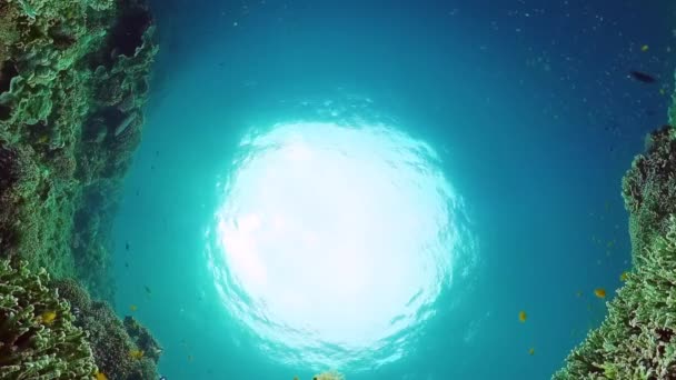 Тропічні Риби Кораловому Рифі Підводна Сцена Панглао Філіппіни — стокове відео