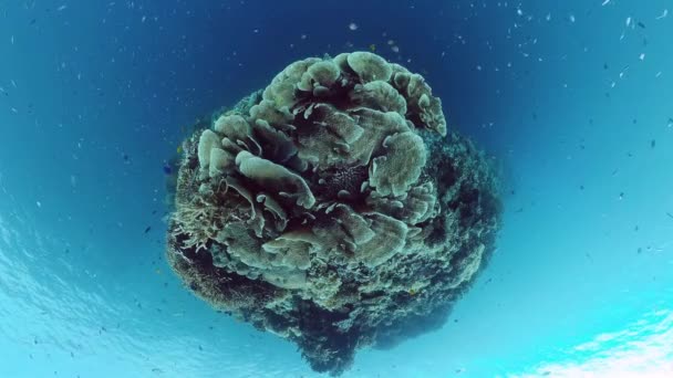 Τροπικά Ψάρια Και Κοραλλιογενείς Ύφαλοι Ωραίος Υποβρύχιος Κόσμος Κοράλλια Και — Αρχείο Βίντεο