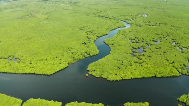 Тропический Ландшафт Мангровыми Лесами Водно Болотных Угодьях Сверху Острове Сиаргао — стоковое видео