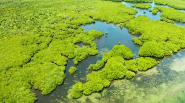 Tropikal mangrov yeşil orman manzaralı nehir. Mangrove ormanları, ağaçlar, nehir. Mangrov manzarası