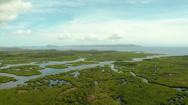 Mangrove Bomen Het Water Een Tropisch Eiland Een Ecosysteem Filippijnen — Stockvideo