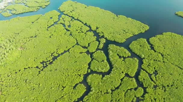 Rivière Dans Mangrove Tropicale Vue Dessus Forêt Arbres Verts Jungles — Video
