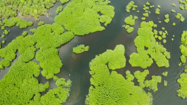 Manglares Agua Una Isla Tropical Ecosistema Filipinas Bosque Manglares — Vídeos de Stock