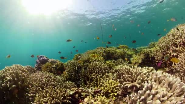 Koraalrif Onder Water Met Tropische Vissen Hard Zacht Koraal Onderwaterlandschap — Stockvideo