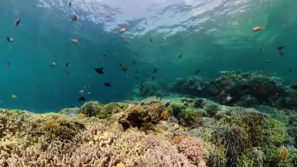 Tropikal Balıklar Mercan Resifleri Dalgıçlık Yapıyor Mercanlar Balıklarla Dolu Güzel — Stok video