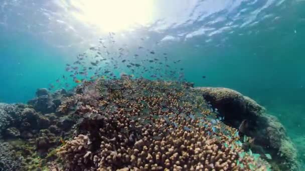Barriera Corallina Sott Acqua Con Pesci Tropicali Coralli Duri Molli — Video Stock