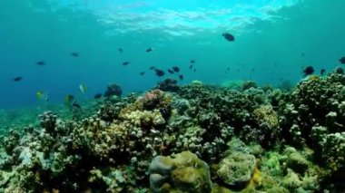 Underwater fish reef marine. Tropical colourful underwater seascape.