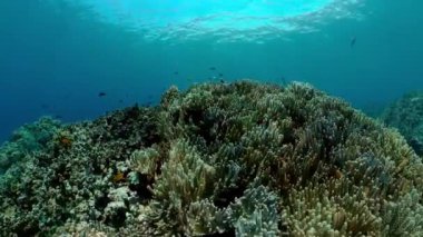 Yumuşak ve sert mercanlar. Su altı balık bahçesi resifi. Resif mercan sahnesi.