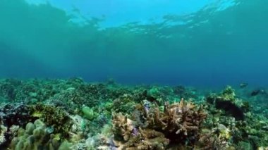 Coral reef underwater with tropical fish. Hard and soft corals, underwater landscape.