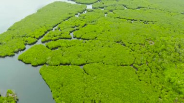 Tropikal mangrov yeşil orman manzaralı nehir. Mangrove ormanları, ağaçlar, nehir. Mangrov manzarası