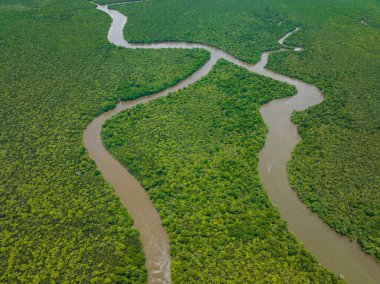 Mangrove ormanları ve ormanlar yukarıdan sulak alanlara bakıyor. Menumbok orman rezervi. Borneo, Sabah, Malezya.