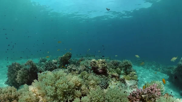 Arrecife Coral Tropical Peces Bajo Agua Peces Tropicales Arrecifes Coral — Foto de Stock