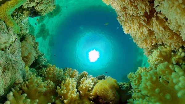 Θαλασσινό Τοπίο Πολύχρωμα Τροπικά Κοράλλια Φιλιππίνες — Φωτογραφία Αρχείου