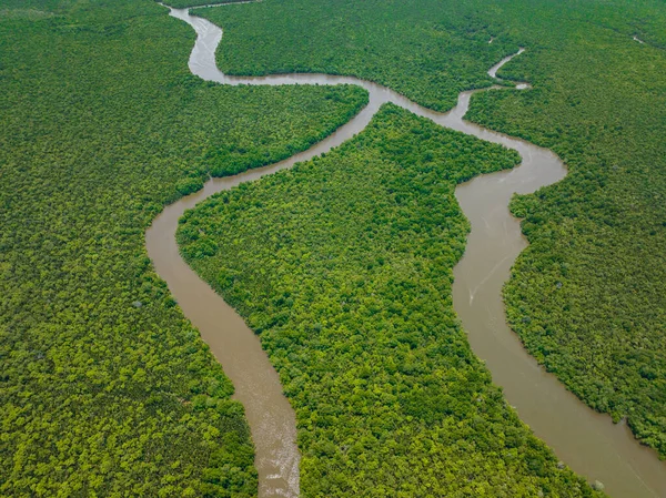 Mangrove forests and jungles in wetlands view from above. Menumbok forest reserve. Borneo, Sabah, Malaysia.
