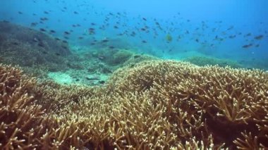 Deniz Resifi Sualtı Sahnesi. Tropik sualtı balığı. Sipadan, Malezya.