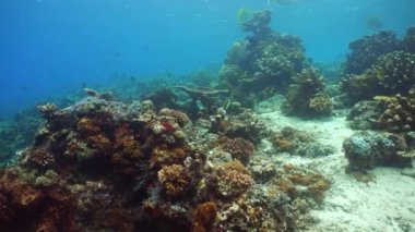 Suyun altındaki mercan kayalıklarında balıklar ve deniz yaşamı var. Mercan kayalıkları ve tropikal balıklar. Sipadan, Malezya.