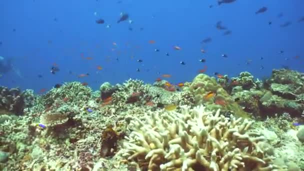 Underwater Fish Garden Reef Reef Coral Scene Seascape Water Sipadan — Stock Video