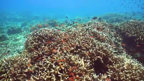 Szene Aus Riffkorallen Tropische Unterwasserfische Hart Und Weichkorallen Unterwasserlandschaft Sipadan — Stockvideo