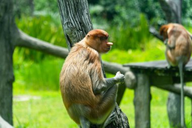 Borneo adasının yağmur ormanlarındaki vahşi hortum maymunu ya da Nasalis larvası. Labuk Koyu, Malezya.