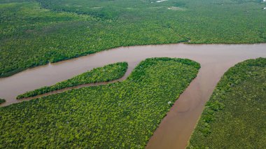 Top view of wetlands with mangroves and swamps. Menumbok forest reserve. Borneo, Sabah, Malaysia. clipart