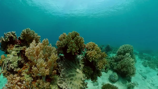 Sealife Dyk Nära Ett Korallrev Vackra Färgglada Tropiska Fiskar Livliga — Stockfoto