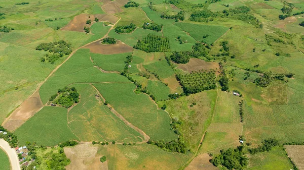 Drone Aereo Canna Zucchero Hasvest Piantagione Terreni Agricoli Negros Filippine — Foto Stock