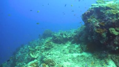 Deniz mercan kayalıkları. Sualtı Tropikal Deniz Burnu. Tropik balık resifi denizcisi. Sipadan, Malezya.