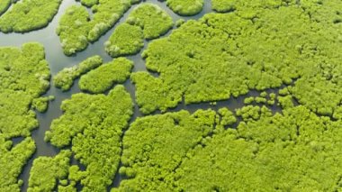Hava manzaralı yeşil ekoloji mangrovu deniz koyuna tropikal yağmur ormanı. Mangrove manzarası. Siargao, Filipinler.