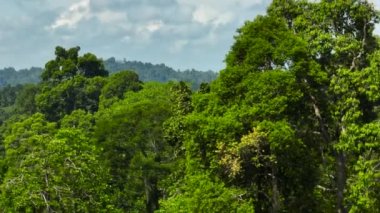 Borneo adasındaki tropik bölgelerdeki ormanın havadan görünüşü. Sabah, Malezya.