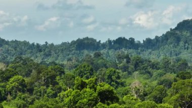 Yukarıdan orman ve yağmur ormanı manzaralı tropik bir manzara. Sabah, Borneo, Malezya.