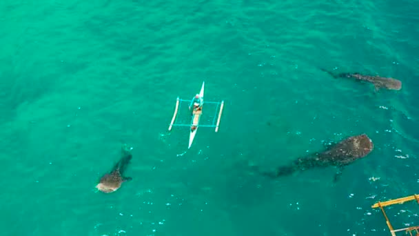 Туристы Наблюдают Китовыми Акулами Городе Осло Филиппины Вид Воздуха Летние — стоковое видео