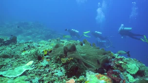 Zeekoraalrif Onderwater Tropische Zee Zeegezicht Tropische Visrifzee Sipadan Maleisië — Stockvideo
