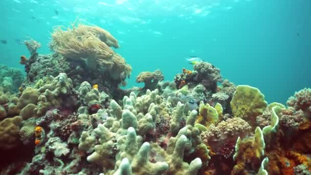 ダイビングで熱帯魚やサンゴ礁 サンゴや熱帯魚と水中世界 マレーシアのシパダン — ストック動画
