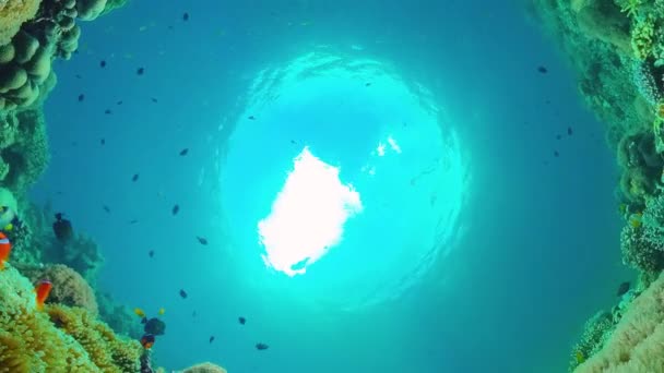 Прекрасний Підводний Краєвид Тропічними Рибами Коралами Життєвий Кораловий Риф Панглао — стокове відео
