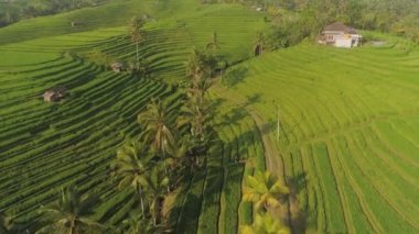 Hava manzaralı yeşil pirinç terası ve ekili tarım arazisi. Endonezya kırsalında pirinç tarlaları olan tarım arazileri, Bali