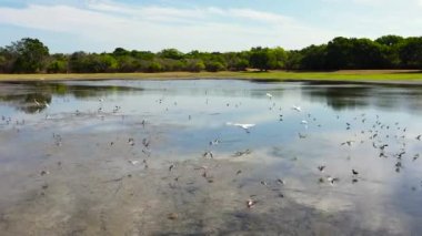 Ormanın içinde kuşlar olan göl manzarası. Kumana Ulusal Parkı. Sri Lanka.