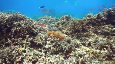 Suyun altındaki mercan kayalıklarında balıklar ve deniz yaşamı var. Mercan kayalıkları ve tropikal balıklar. Sipadan, Malezya.